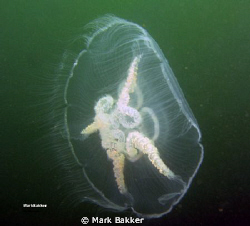 www.onderwaterfotografie.tk by Mark Bakker 